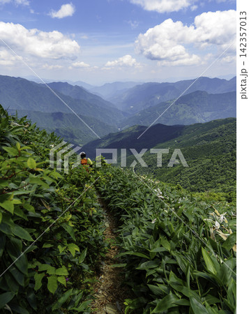 四国の山々を望みながら稜線を歩く登山者の後ろ姿 四国の山々を望みながら稜線を歩く登山者の後ろ姿 142357013