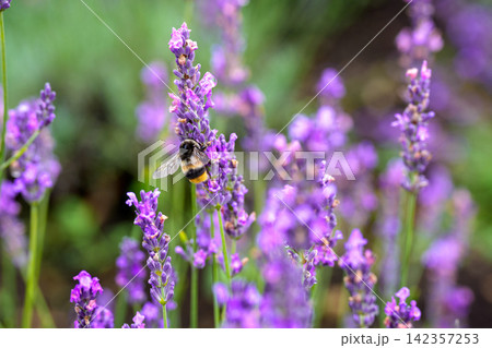 ラベンダー畑で吸蜜する蜂 ラベンダー畑で吸蜜する蜂 142357253