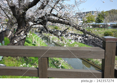 山崎川の桜 山崎川の桜 142357274