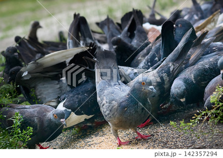 Team.Feeding city pigeons in courtyard of residential building Team.Feeding city pigeons in courtyard of residential building 142357294