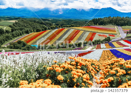 Panoramic view of vibrant rainbow flower fields and rolling hills in Shikisai no Oka with orange marigolds in foreground, Biei, Hokkaido, Japan 142357379