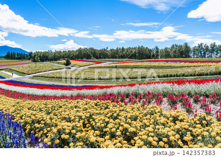 Panoramic view of vibrant rainbow flower fields and rolling hills in Shikisai no Oka with orange marigolds in foreground, Biei, Hokkaido, Japan Panoramic view of vibrant rainbow flower fields and rolling hills in Shikisai no Oka with orange marigolds in foreground, Biei, Hokkaido, Japan 142357383