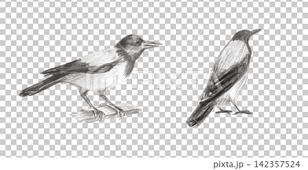 Hand drawn detailed graphite pencil sketch of realistic hooded crow birds. Isolated hand painted monochrome illustration set for gothic decor, halloween poster or spooky book print Hand drawn detailed graphite pencil sketch of realistic hooded crow birds. Isolated hand painted monochrome illustration set for gothic decor, halloween poster or spooky book print 142357524