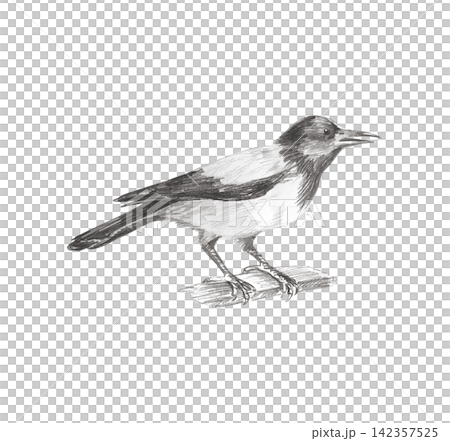 Hand drawn detailed graphite pencil sketch of a realistic hooded crow bird perched on a branch. Isolated hand painted monochrome illustration for gothic decor, poster or book print Hand drawn detailed graphite pencil sketch of a realistic hooded crow bird perched on a branch. Isolated hand painted monochrome illustration for gothic decor, poster or book print 142357525