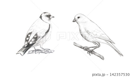 Hand drawn detailed graphite pencil sketch of realistic goldfinch and canary birds. Isolated hand painted monochrome illustration collection for creative poster or rustic book print Hand drawn detailed graphite pencil sketch of realistic goldfinch and canary birds. Isolated hand painted monochrome illustration collection for creative poster or rustic book print 142357530
