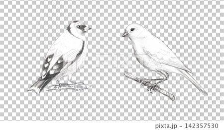 Hand drawn detailed graphite pencil sketch of realistic goldfinch and canary birds. Isolated hand painted monochrome illustration collection for creative poster or rustic book print Hand drawn detailed graphite pencil sketch of realistic goldfinch and canary birds. Isolated hand painted monochrome illustration collection for creative poster or rustic book print 142357530
