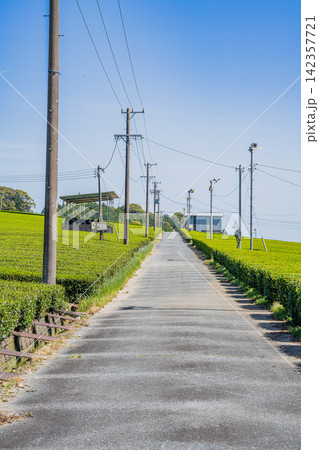 袋井市の三川の茶畑の風景(静岡県) 袋井市の三川の茶畑の風景(静岡県) 142357721