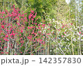 あいち健康の森公園の花桃 142357830