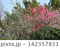 あいち健康の森公園の花桃 142357831