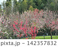 あいち健康の森公園の花桃 142357832