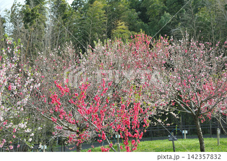 あいち健康の森公園の花桃 あいち健康の森公園の花桃 142357832