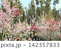 あいち健康の森公園の花桃 142357833