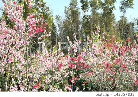 あいち健康の森公園の花桃 あいち健康の森公園の花桃 142357833