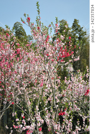 あいち健康の森公園の花桃 あいち健康の森公園の花桃 142357834
