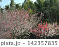 あいち健康の森公園の花桃 142357835
