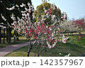 あいち健康の森公園の花桃 142357967