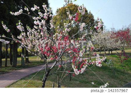 あいち健康の森公園の花桃 あいち健康の森公園の花桃 142357967