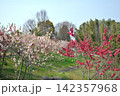 あいち健康の森公園の花桃 142357968