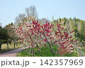 あいち健康の森公園の花桃 142357969