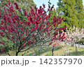 あいち健康の森公園の花桃 142357970