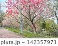 あいち健康の森公園の花桃 142357971