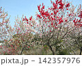 あいち健康の森公園の花桃 142357976