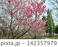 あいち健康の森公園の花桃 142357979