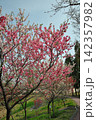 あいち健康の森公園の花桃 142357982