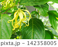 園芸・ガーデニングイメージ〈イランイラン〉 142358005