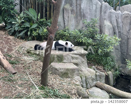 シンガポール動物園の寝転びパンダ シンガポール動物園の寝転びパンダ 142358007
