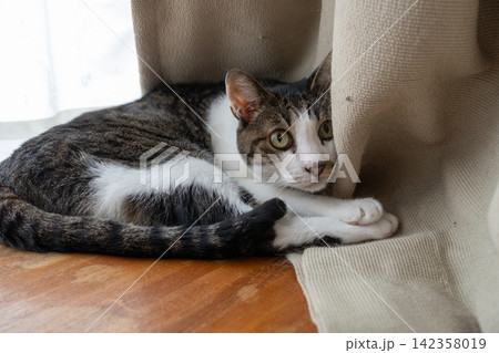窓辺でくつろぐ可愛い猫　キジトラ猫 142358019