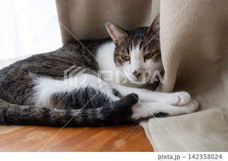 窓辺でくつろぐ可愛い猫 キジトラ猫 窓辺でくつろぐ可愛い猫 キジトラ猫 142358024