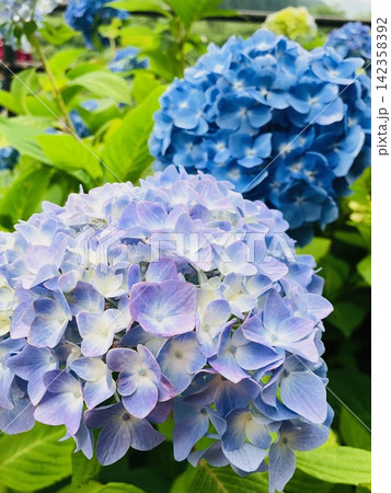 青い紫陽花 142358392