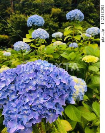 青い紫陽花 青い紫陽花 142358393