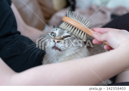 可愛い猫にブラシをかける飼い主 142358403