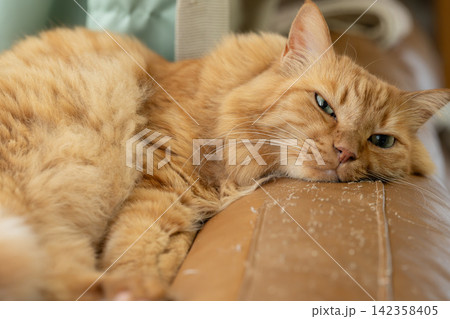 窓辺でくつろぐ可愛い猫　茶トラ猫 142358405