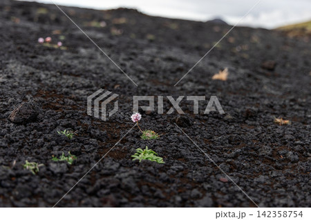 Pink coastal flower growing from a basalt crevice near the coast, Reykjanes Peninsula, Iceland Pink coastal flower growing from a basalt crevice near the coast, Reykjanes Peninsula, Iceland 142358754
