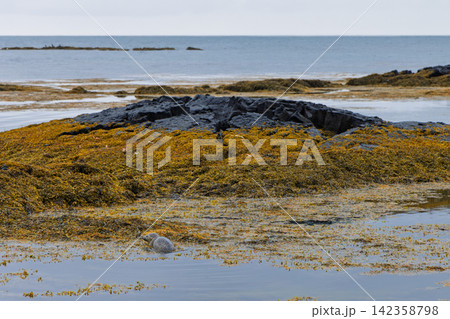 Coastal seal resting in shallow water beside brown seaweed, Selvogur coast, Iceland Coastal seal resting in shallow water beside brown seaweed, Selvogur coast, Iceland 142358798