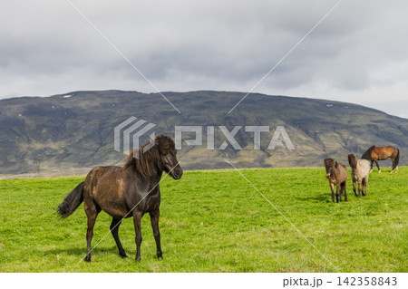Icelandic horses with the group staggered across the grassy field, rural Iceland Icelandic horses with the group staggered across the grassy field, rural Iceland 142358843