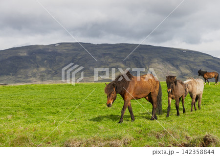 Icelandic horses with one warm-coated leader on green pasture in rural Iceland Icelandic horses with one warm-coated leader on green pasture in rural Iceland 142358844