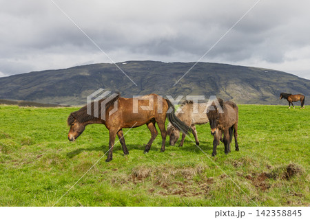Icelandic horses grouped with brown, grey, and dark coats, rural Iceland Icelandic horses grouped with brown, grey, and dark coats, rural Iceland 142358845