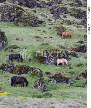 Icelandic horses standing among tall moss-covered lava rocks, rural Iceland Icelandic horses standing among tall moss-covered lava rocks, rural Iceland 142358855
