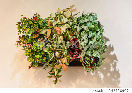 イミテーションの観葉植物01 イミテーションの観葉植物01 142358967