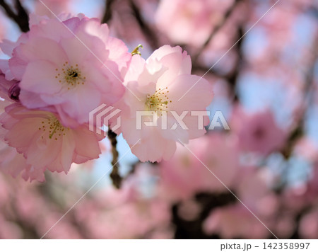 晴れた4月に美しく咲いたピンク色の桜の花「紅豊(ベニユタカ)」 晴れた4月に美しく咲いたピンク色の桜の花「紅豊(ベニユタカ)」 142358997