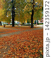 fallen autumn leaves on the ground 142359172