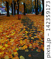 fallen autumn leaves in the park 142359173