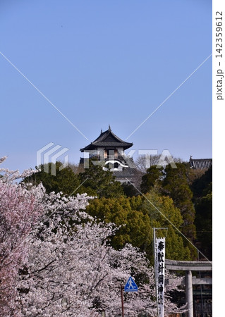 日本の愛知県の犬山市　犬山城の天守閣と針綱神社の旗と満開の桜　春の犬山祭り当日の朝の様子 142359612