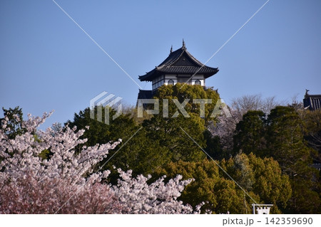 日本の愛知県の犬山市　犬山城の天守閣と満開の桜と美しい青空　春の犬山祭り当日の朝の様子 142359690