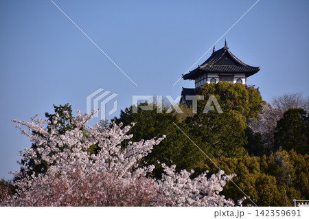 日本の愛知県の犬山市　犬山城の天守閣と満開の桜と美しい青空　春の犬山祭り当日の朝の様子 142359691