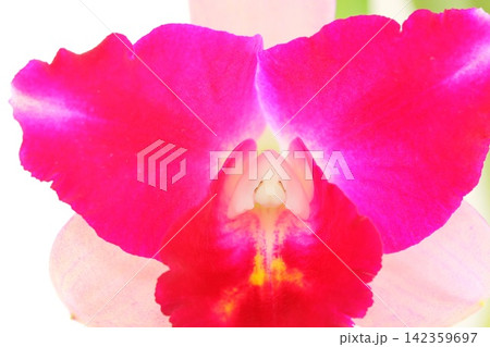 カトレア 濃いピンクと薄いピンクの花 明るい背景 カトレア 濃いピンクと薄いピンクの花 明るい背景 142359697